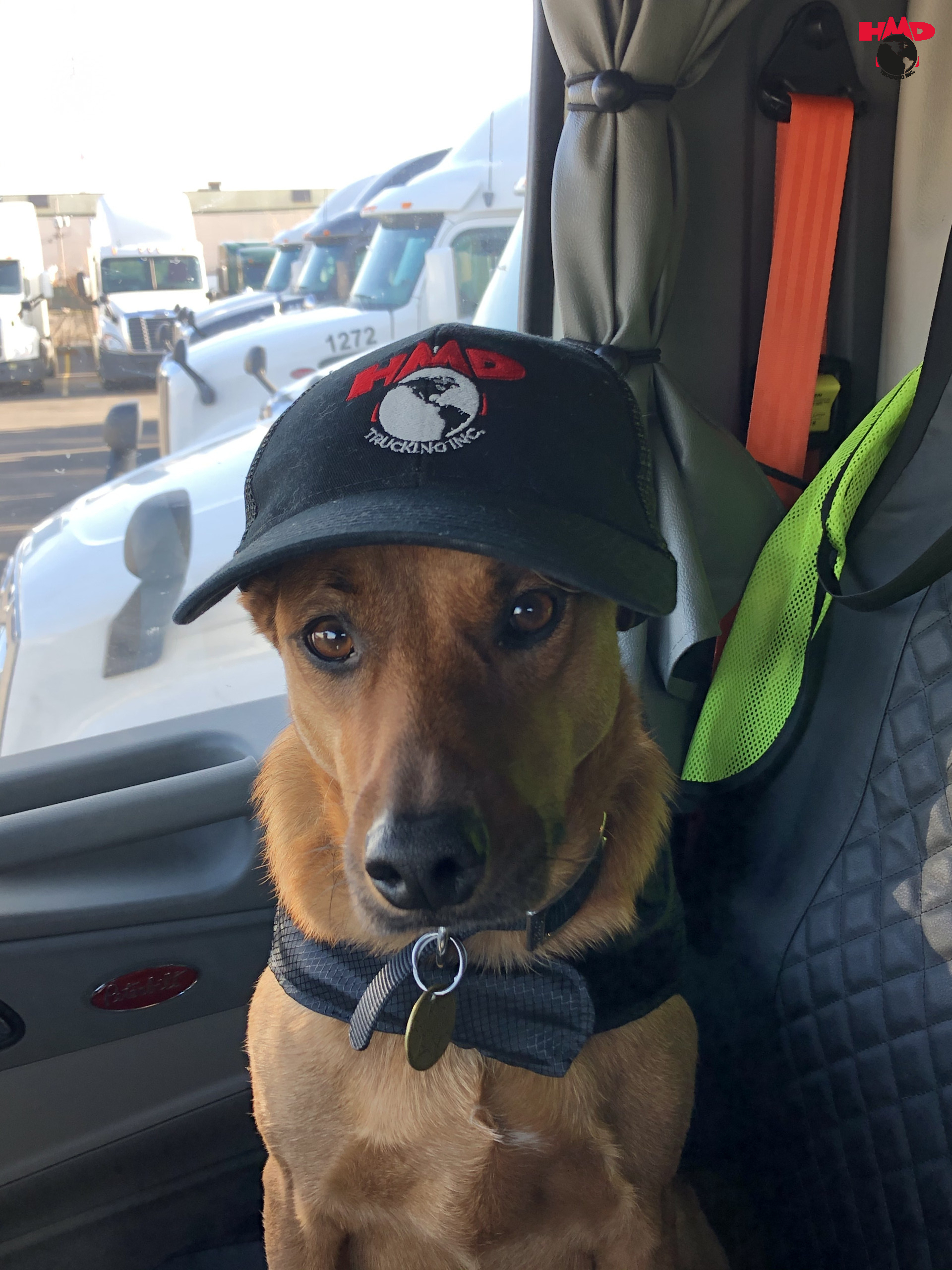 Tips for truck driving with a pet
